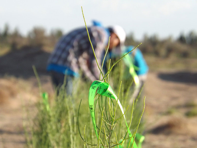 7��14�����磬��ҁ��������֌���ٛ�ߵľG�z��ϵ�������ϡ�����ͽz����ꖹ����ҫ���W���Gɫ�Ĺ�â��