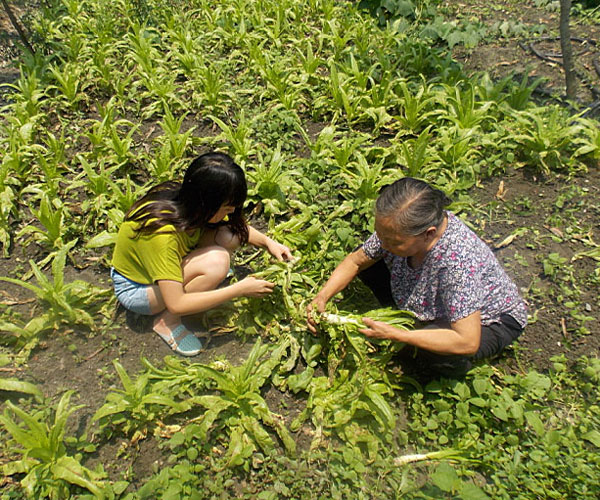 ��������æ�_�y��ժ�Ĳ˲��ϸ���ժ��Ч�ʵ�����(j��ng)�^������Ϥ��ָ��(d��o)���ܿ��(du��)�T���M(j��n)���ˠ�B(t��i)��