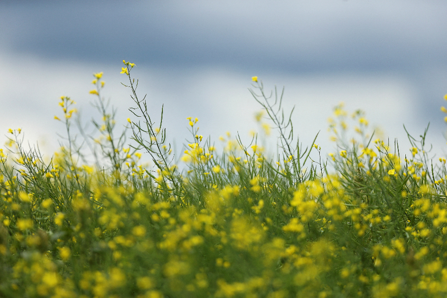 ���ô��r���Ͳ˻�ʢ�_