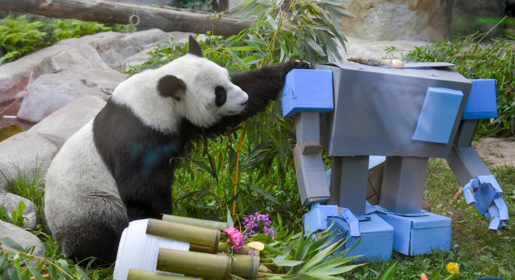 莫斯科動物園為“丁丁”慶生