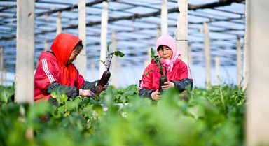 天津:沙窩蘿卜迎來豐收季