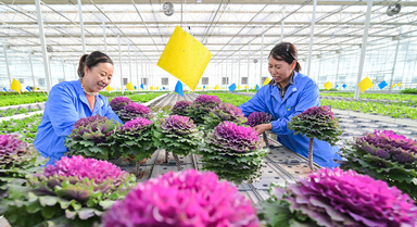 新疆昌吉:智慧農業促發展